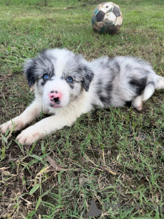 Фото №1. бордер-колли - купить в Аризона за Бесплатно. Объявление №163956