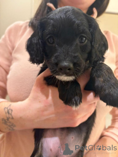 Фото №2 к объявлению №166929 о продаже леонбергера - купить в Нидерландах 