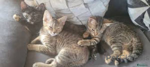 Фото №1. американская короткошёрстная - купить в Берне за 46384₽. Объявление №163377