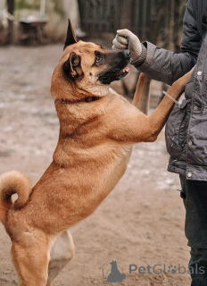 Фото №2 к объявлению №165127 о продаже беспородную - купить в России частное объявление