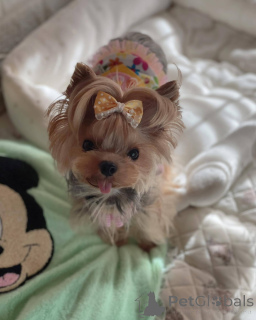 Фото №2 к объявлению №138792 о продаже  - купить в США 