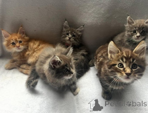 Фото №3. Очаровательный котенок штата Мэн.. Австрия