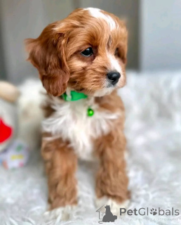 Фото №1. пудель (той) - купить в Берлине за 51022₽. Объявление №167651