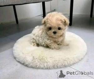 Фото №2 к объявлению №138093 о продаже мальтипу - купить в США заводчик