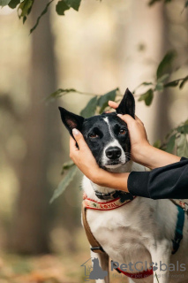 Дополнительные фото: Красавица Грея в поисках дома и хозяина, собака в добрые руки
