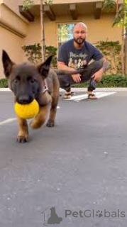 Фото №2 к объявлению №164744 о продаже бельгийскую овчарку - купить в Франции частное объявление, заводчик