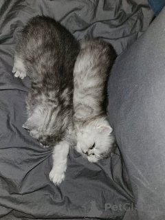 Фото №1. шиншилла кошка - купить в Мейнц за 32468₽. Объявление №166476