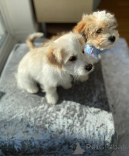 Фото №2 к объявлению №160001 о продаже мальтипу - купить в Латвии частное объявление