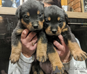 Фото №1. ротвейлер - купить в Фредериксборг за 74214₽. Объявление №167517