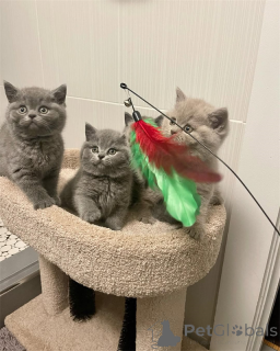 Фото №1. британская короткошёрстная - купить в Bad Münstereifel за договорная. Объявление №167580