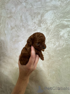 Фото №4. Продажа пуделя (той) в Калининграде заводчик - цена 330000₽