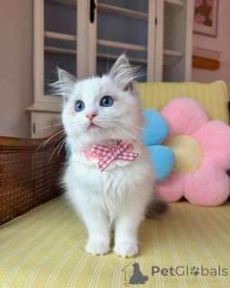 Фото №3. Entzückende Ragdoll-Kätzchen Zur усыновление. Германия