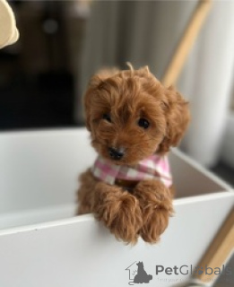 Фото №1. пудель (той) - купить в Берлине за 18553₽. Объявление №160654