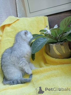 Фото №2 к объявлению №142833 о продаже шотландская вислоухая (скоттиш фолд) - купить в России частное объявление, заводчик