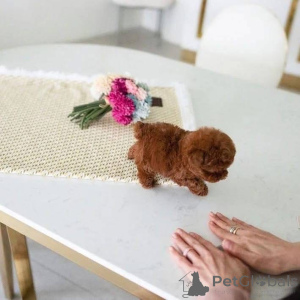 Фото №1.  - купить в Беринген за Бесплатно. Объявление №161558