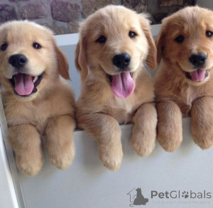 Фото №1. золотистый ретривер - купить в Брюсселе за договорная. Объявление №162229