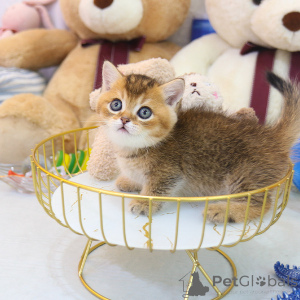 Фото №2 к объявлению №153268 о продаже манчкин - купить в Багамах заводчик