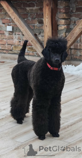 Фото №3. Первоклассный помет КРУПНЫХ ПУДЕЛЕЙ.  Сербия