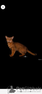 Фото №3. Котята от чемпиона. Россия