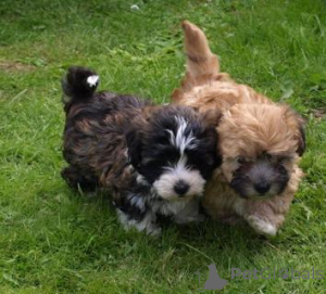 Фото №2 к объявлению №162990 о продаже русскую цветную болонку - купить в Швейцарии 