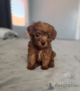 Фото №4. Продажа пуделя (той) в Аризона Сити заводчик - цена договорная