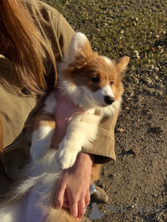 Фото №3. Щенки вельш-корги ищут свой дом навсегда.  Германия