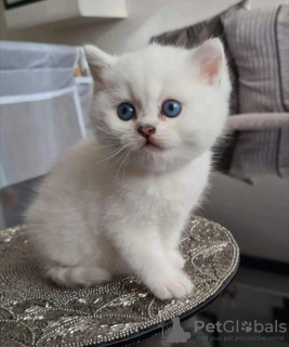 Фото №3. Питомник британских короткошерстных кошек. Нидерланды