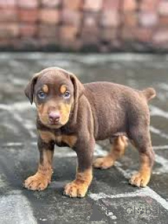 Фото №3. Доберманнвелпен цу веркауфен.  Франция