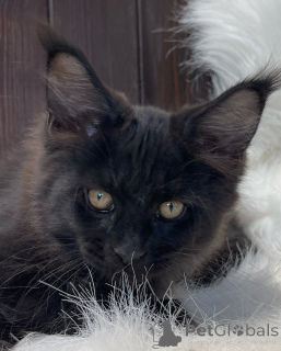 Фото №2 к объявлению №155320 о продаже мейн-кун - купить в Ирландии частное объявление