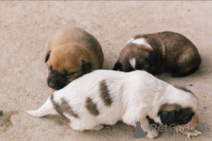 Фото №3. Adorable Mixed-Breed Puppies Ready for Loving Homes!.  Великобритания