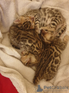 Фото №3. Дрессированные бенгальские котята теперь доступны для бесплатного усыновления. США