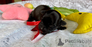 Фото №4. Продажа гаванского бишона в Pogórze частное объявление - цена 87268₽