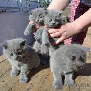 Фото №3. Cute British-shorthair kitten for frr adoption. Германия