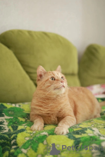 Фото №3. Лучезарный котик ищет дом. Россия