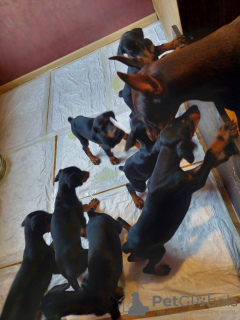 Дополнительные фото: Продаются чистокровные щенки Добермана 2 месяц.