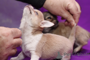 Фото №2 к объявлению №137577 о продаже чихуахуа - купить в Великобритании частное объявление