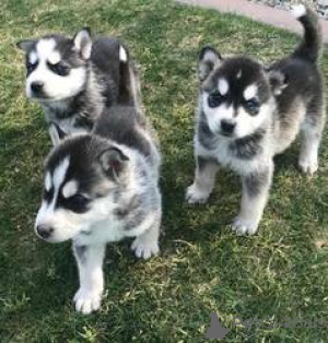 Фото №1. сибирский хаски - купить в Арронсман де Брусел-Капитал за Бесплатно. Объявление №165685