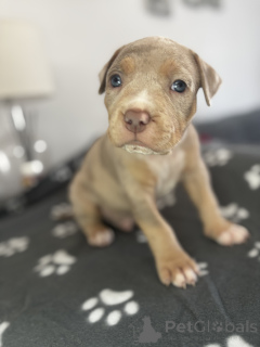 Фото №1. американский булли - купить в Плохой Вильбел за договорная. Объявление №166354