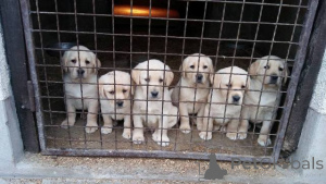 Фото №2 к объявлению №150725 о продаже лабрадор-ретривера - купить в Сербии 