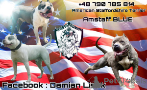 Дополнительные фото: Продажа щенков американского хулигана ABKC Delivery All Europe & Asia