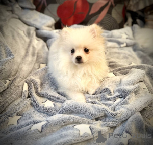 Фото №3. Померанский шпиц девочка.  Беларусь