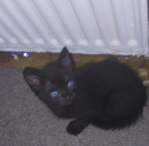 Фото №4. Продам британскую короткошёрстную в Stevenage  - цена договорная