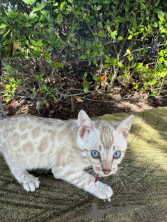 Фото №1. бенгальская - купить в Франкфурт-на-Майне за 69575₽. Объявление №152535