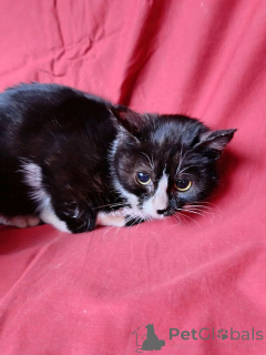 Фото №3. Два маленьких котенка мальчик и девочка ищут дом. Россия