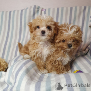 Фото №3. Той-пудели на усыновление.  Германия