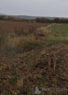 Фото №4. Продажа веймаранера в Крусевак  - цена 46384₽