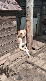 Фото №2 к объявлению №148956 о продаже беспородную - купить в России частное объявление