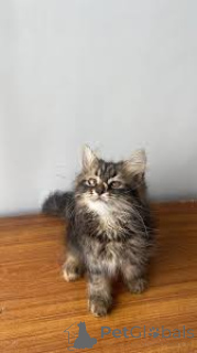 Фото №3. Гималаи-Kätzchen zu verkaufen. Финляндия