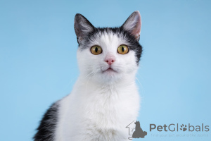 Фото №4. Продам  в Химках из приюта - цена Бесплатно