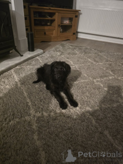 Фото №1. лабрадор-ретривер - купить в Следующий за 37107₽. Объявление №157790